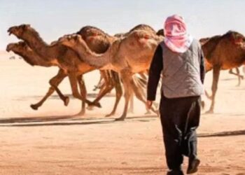 حداء الإبل و«البن» السعودى بقائمة «اليونسكو» للتراث الثقافى غير المادى