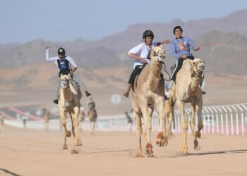 انطلاق منافسات كأس العلا للهجن