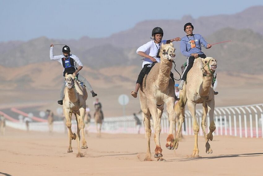 انطلاق منافسات كأس العلا للهجن